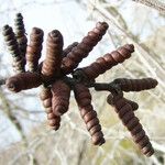 Prosopis pubescens Fruto