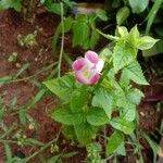Torenia fournieri Kwiat