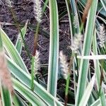 Carex ornithopoda Ovoce