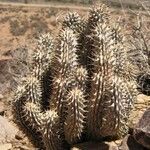 Hoodia gordonii Habitus