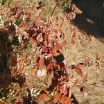 Abelia grandiflora Folha