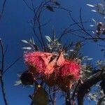 Eucalyptus caesia 叶