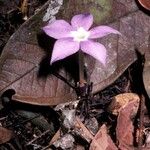 Voyria rosea Flower