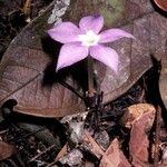 Voyria rosea 花