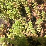 Sedum anglicum Fuelha