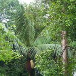 Oenocarpus bataua Λουλούδι