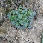 Alchemilla arvensis Leaf