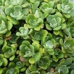 Sedum spathulifolium Folha