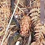 Pseudotsuga menziesii Gyümölcs