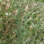 Achillea ligustica Liść