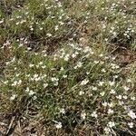 Baldellia ranunculoides Habitat