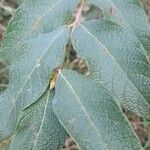 Campomanesia guazumifolia