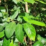 Ficus coronata Плод