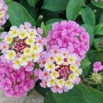 Lantana aculeataFlower