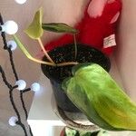 Philodendron hederaceum Blatt