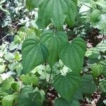 Dioscorea villosa Habit