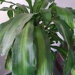 Dracaena arborea Hoja