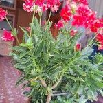 Kalanchoe laciniata ᱥᱟᱠᱟᱢ