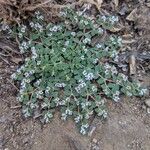 Euphorbia albomarginata Fiore