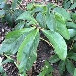 Helleborus lividus Leaf