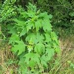 Smallanthus uvedalia Leaf