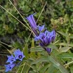 Gentiana asclepiadeaЦвят