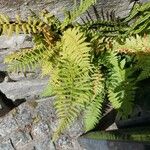 Dryopteris villarii Fulla