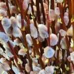 Salix discolor Corteza