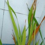 Gladiolus dalenii Frunză