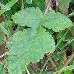 Erodium gruinum برگ