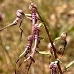 Himantoglossum adriaticum Flower