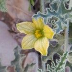 Citrullus colocynthis Fleur