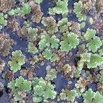 Azolla filiculoides Lapas