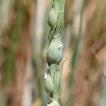 Aegilops ventricosa Плод