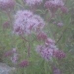 Eupatorium purpureum 花