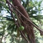 Adelia triloba Fruit