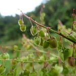 Rumex abyssinicus Fruto