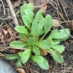 Myosotis ramosissima Feuille