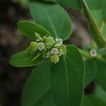 Euphorbia parviflora 整株植物