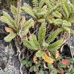 Polemonium elegans Leaf