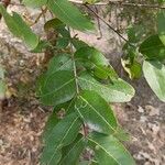 Lagerstroemia parviflora Folio