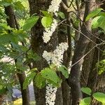 Prunus padusКвітка