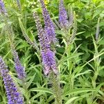 Veronica paniculata Blad