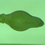 Calepina irregularis Diğer