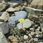 Pilosella lactucella Habit