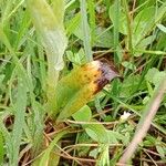 Ophrys holosericea Leaf