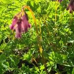 Dicentra eximia Blatt