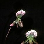 Paphiopedilum callosum Квітка