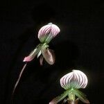 Paphiopedilum callosum Blomst