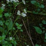 Micranthes virginiensis Habit